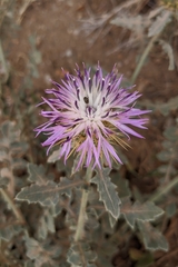 Centaurea seridis sonchifolia