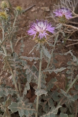 Centaurea seridis sonchifolia