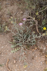 Centaurea seridis sonchifolia