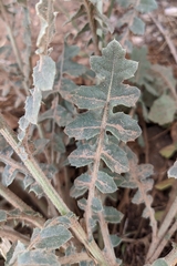 Centaurea seridis sonchifolia