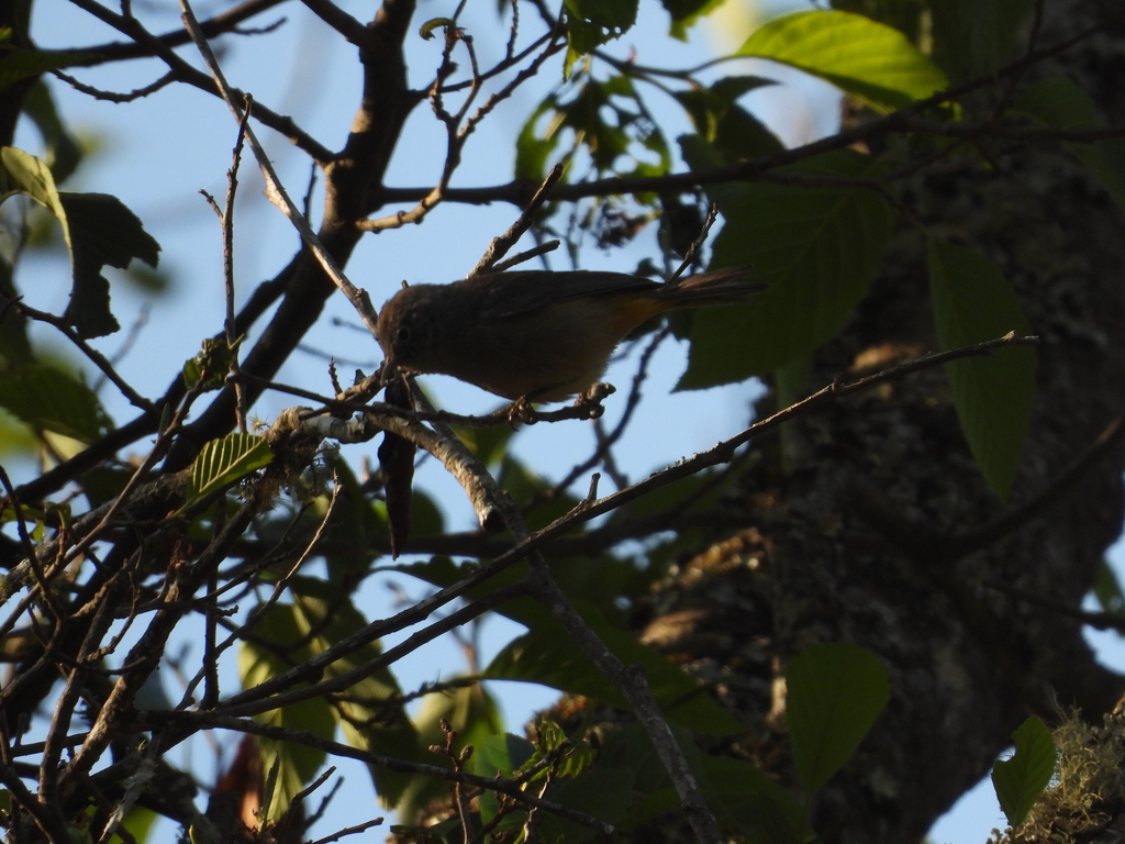 Colima Warbler from Morelia, Mich., México on April 11, 2021 at 09:01 ...