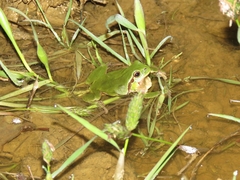 Hyla intermedia perrini