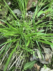 Carex grisea