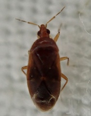 Cardiastethus fasciiventris