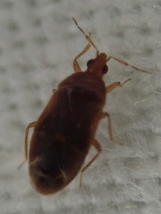 Cardiastethus fasciiventris