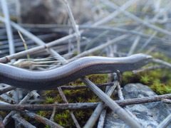 Hemiergis decresiensis