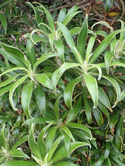 Macrolearia angustifolia