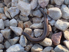 Hemiergis decresiensis