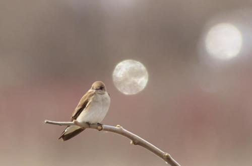 Northern Rough-winged Swallow, Van Wagner's Ponds, Hamilton, ON, Canada, photo 6 of 10