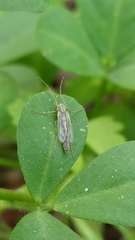 Chironomus