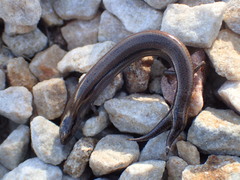 Hemiergis decresiensis