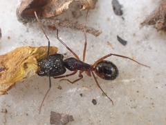 Camponotus sanctus
