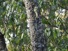 Quercus calophylla