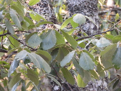 Quercus calophylla