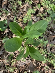 Hybanthus concolor