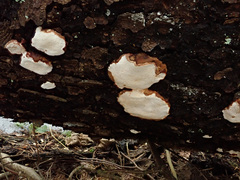 Heterobasidion parviporum