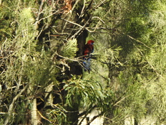 Platycercus elegans elegans