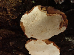 Heterobasidion parviporum