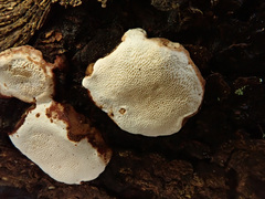 Heterobasidion parviporum