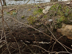 Heterobasidion parviporum