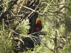 Platycercus elegans elegans