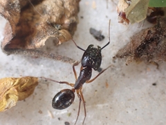 Camponotus sanctus