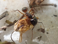 Camponotus sanctus