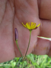 Nothoscordum montevidense
