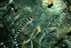 Cyrtodactylus tuberculatus