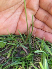 Nothoscordum montevidense