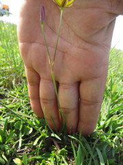Nothoscordum montevidense