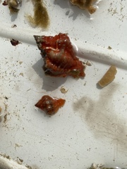 Muricoidea
