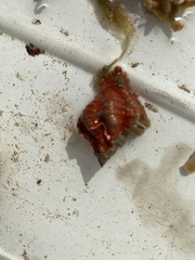 Muricoidea