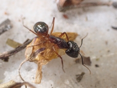 Camponotus sanctus