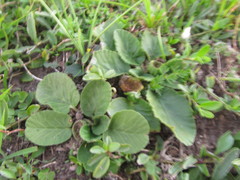 Dorstenia brasiliensis
