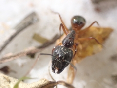 Camponotus sanctus