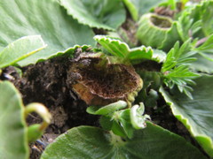 Dorstenia brasiliensis