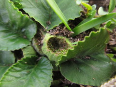 Dorstenia brasiliensis