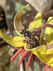 Andrena erythronii