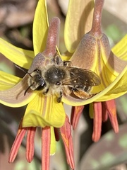 Andrena erythronii