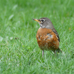 Turdus migratorius