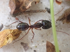 Camponotus sanctus