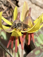 Andrena erythronii