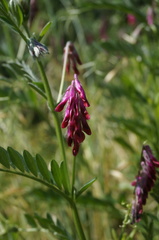 Vicia benghalensis