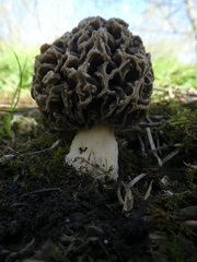 Morchella esculenta umbrina