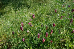 Vicia benghalensis
