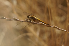 Erythrodiplax connata