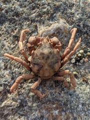 Acanthonyx lunulatus