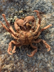 Acanthonyx lunulatus