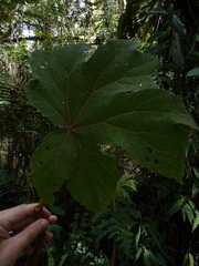 Begonia parviflora